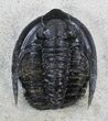 Diademaproetus Trilobite - Foum Zguid, Morocco #37497-6